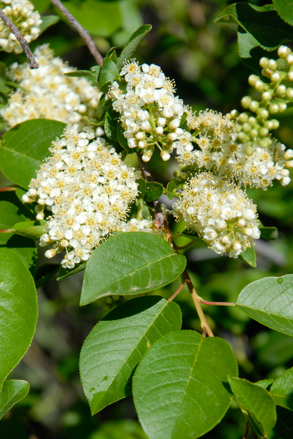Chokecherry